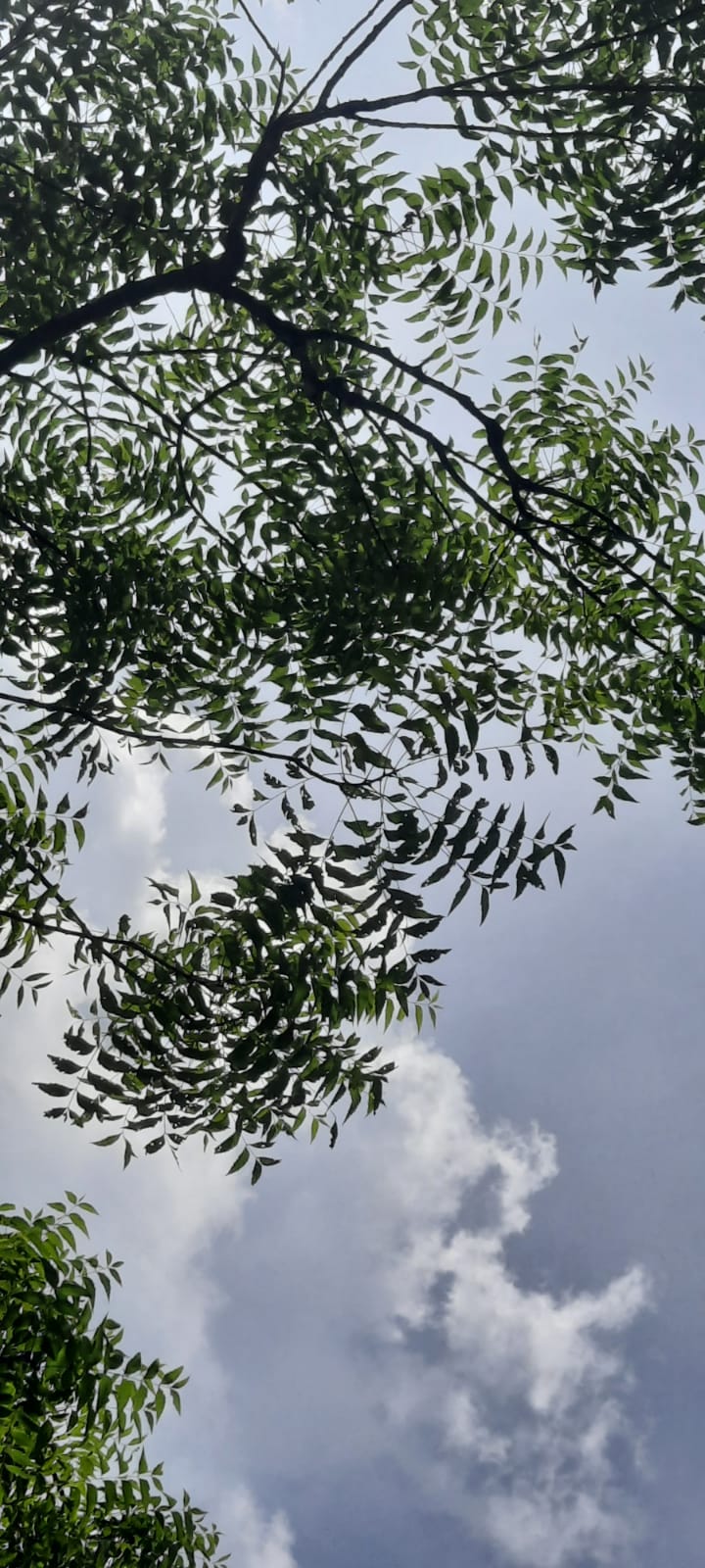 Living Treasures: Secrets Of A World Heritage Garden